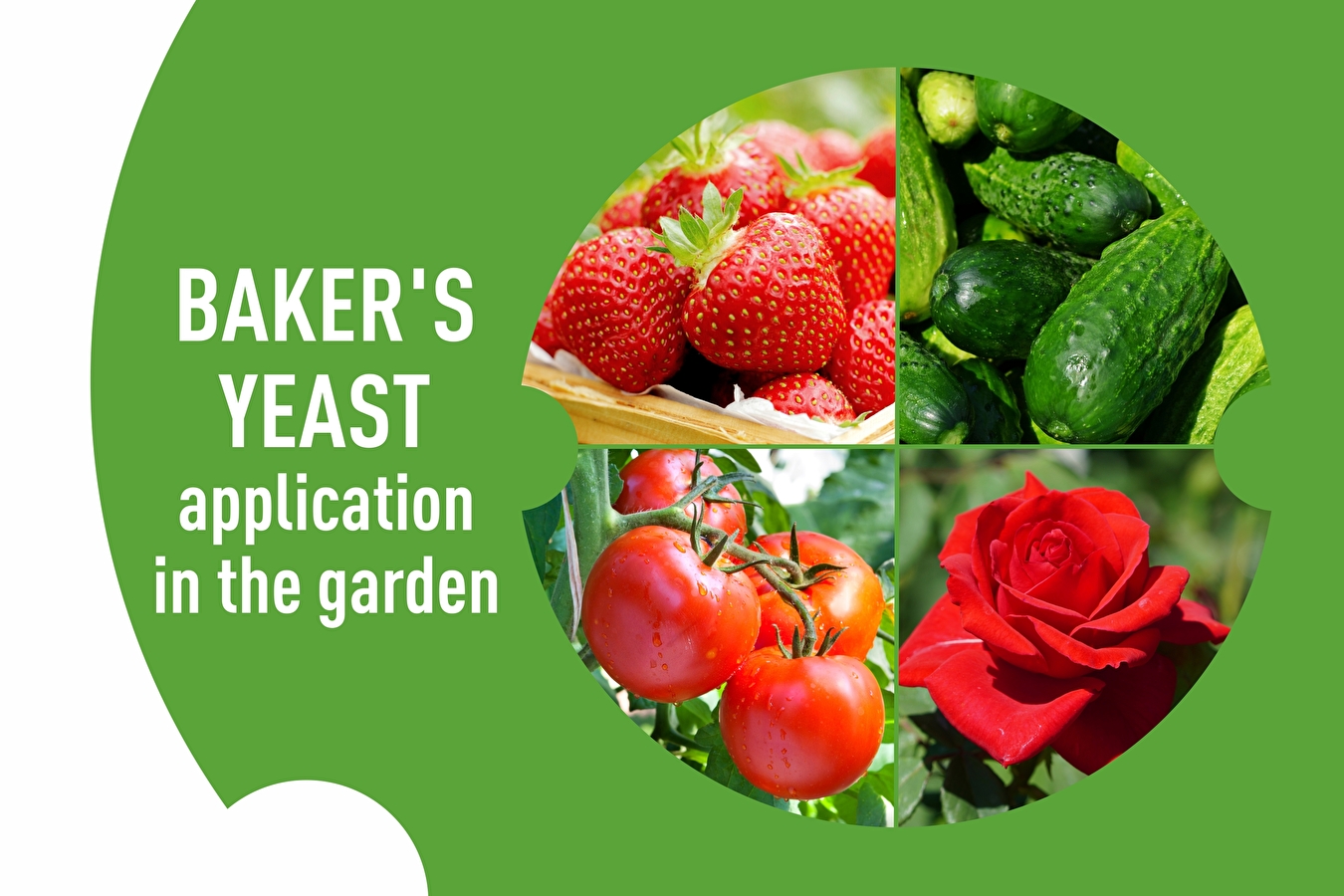 Baker’s yeast - application in the garden