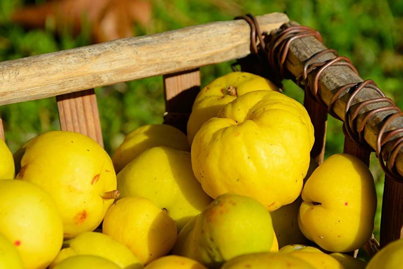 Homemade quince liqueur
