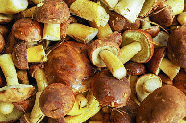 Pickled bay boletes
