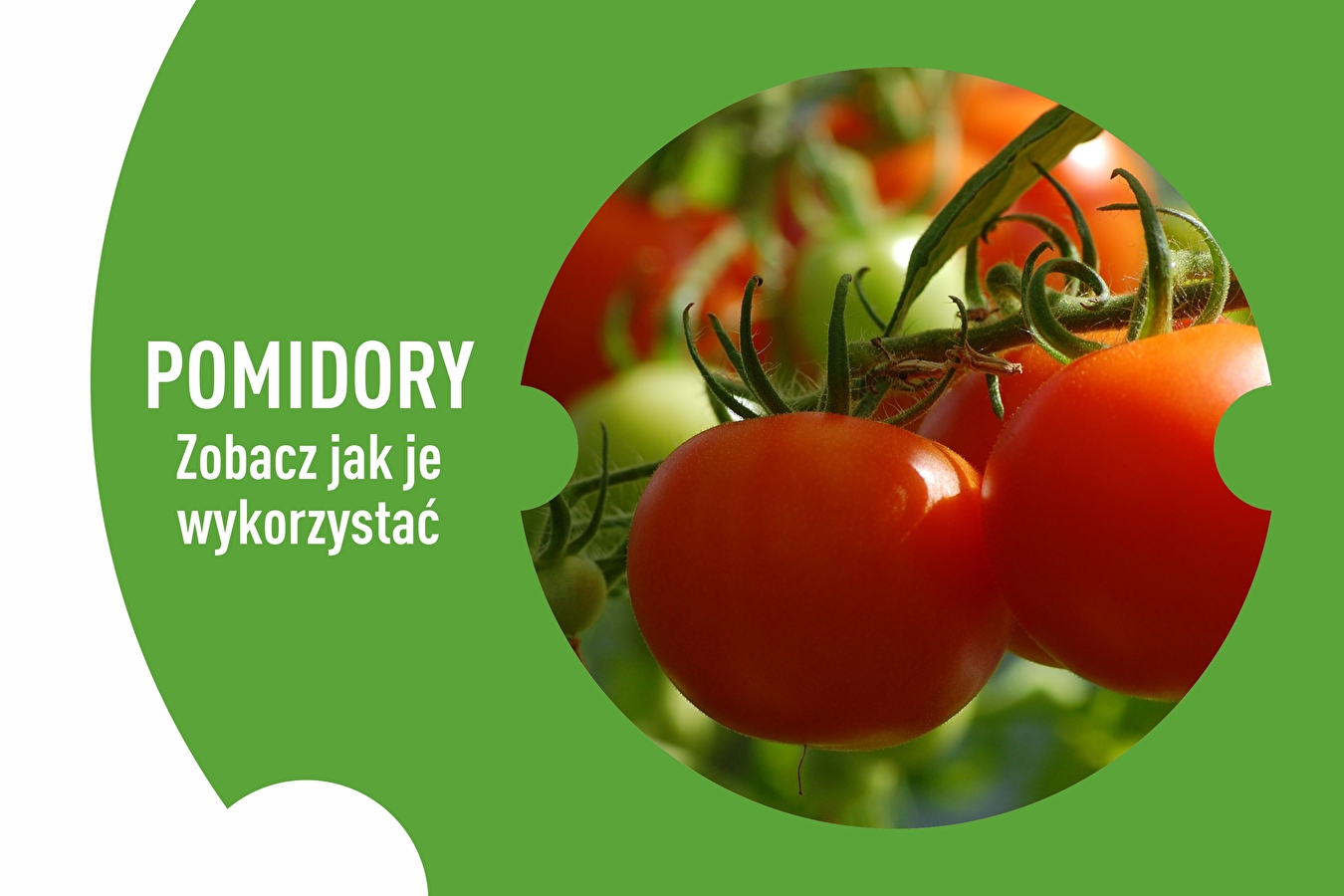 Conserves de tomates