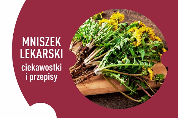 Pissenlit – curiosités et recettes