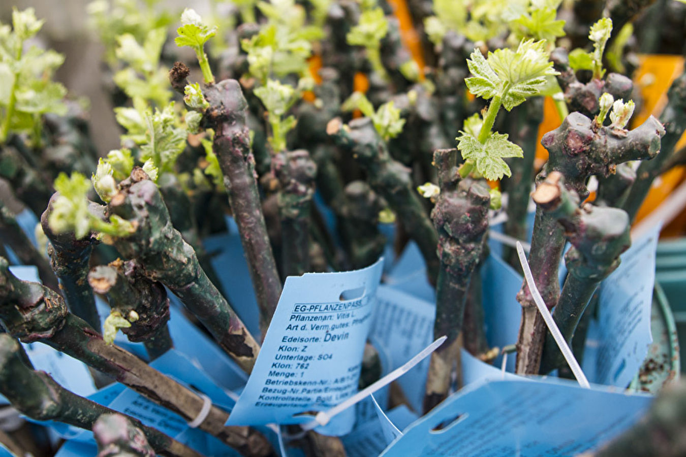 Nouveaux plants de vigne dans notre offre