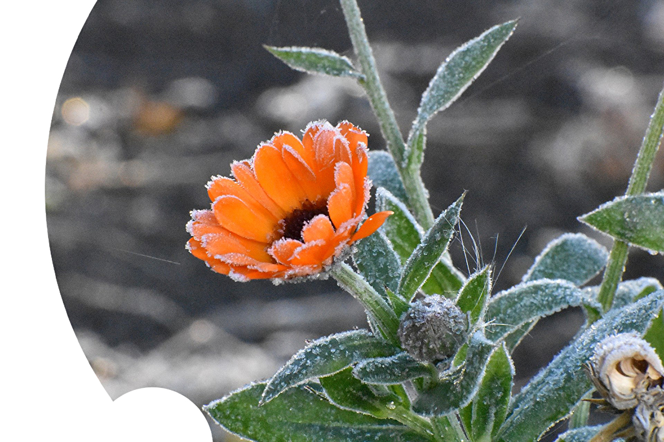 Comment protéger les plantes contre la "sainte Sophie" et les "saints de glace" ?