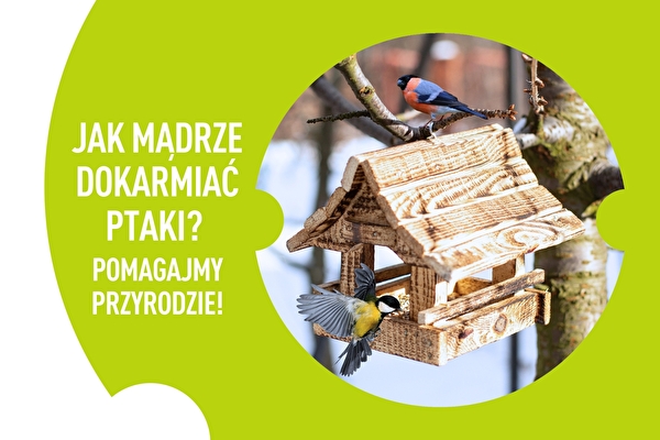 Hoe vogels verstandig bij te voeren? Laten we de natuur helpen!